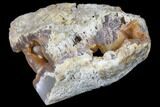 Agatized Fossil Coral Geode - Florida #82986-1